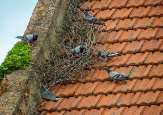 Duiven bestrijden Duivennest op het dak